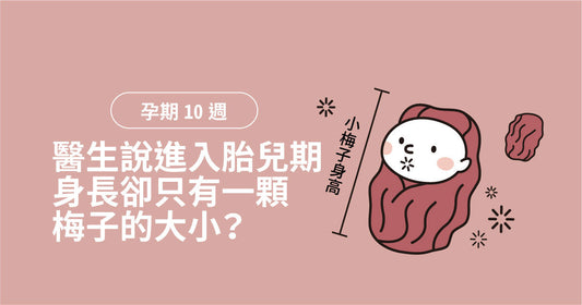 孕期第10週：醫生話進入胎兒期，身長竟然只係一粒梅咁大？