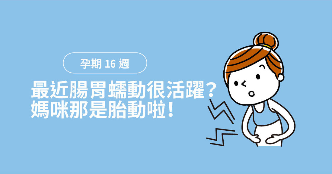 孕期第16週：最近腸胃蠕動好活躍？媽咪嗰個係胎動啦！